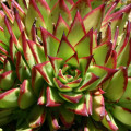 Echeveria agavoides 'Red Edge'