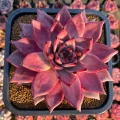 Echeveria agavoides ‘Romeo’