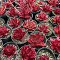 Echeveria agavoides 'Romeo Rubin'