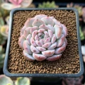 Echeveria 'Amazing Grace'
