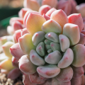 Echeveria amoena