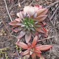 Echeveria andicola