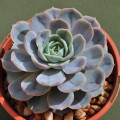 Echeveria 'Andrew's Choice'