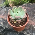 Echeveria 'Apollo'