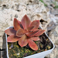 Echeveria atropurpurea