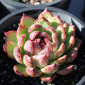 Echeveria 'Blood Maria'