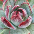 Echeveria 'Casio'
