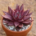 Echeveria 'Celestia'