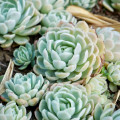 Echeveria elegans