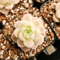 Echeveria elegans 'Alba'