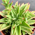 Echeveria 'Martin'
