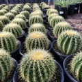 Echinocactus