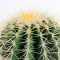 Echinocactus grusonii