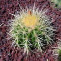 Echinocactus Grusonii