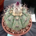 Echinocactus Horizonthalonius