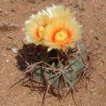 Echinocactus Parryi