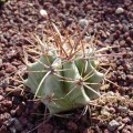 Echinocactus Platyacanthus