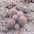 Echinocactus Polycephalus