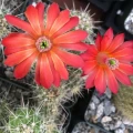 Echinocereus