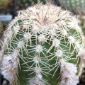 Echinocereus Adustus