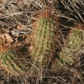 Echinocereus Apachensis