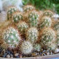 Echinocereus Barthelowanus