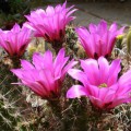 Echinocereus Berlandieri