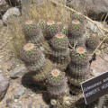 Echinocereus Bonkerae