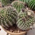 Echinopsis Ancistrophora