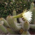 Echinopsis Angelesii