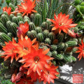 Echinopsis chamaecereus