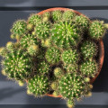 Echinopsis oxygona