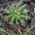 Echinopsis Silvestrii