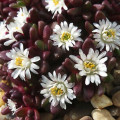 Ectotropis seanii-hoganii