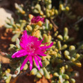 Enarganthe octonaria
