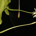 Epiphyllum Baueri