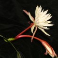 Epiphyllum Cartagense