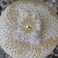 Epithelantha Bokei