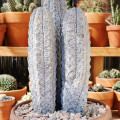 Euphorbia abdelkuri