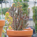 Euphorbia aeruginosa