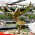 Euphorbia ambovombensis