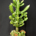 Euphorbia lactea