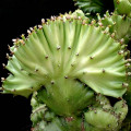 Euphorbia lactea cristata