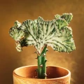 Euphorbia lactea 'Cristata Variegata'