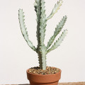 Euphorbia lactea White Ghost