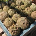 Euphorbia Obesa