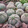 Euphorbia obesa