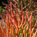 Euphorbia tirucalli 'Rosea'