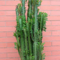 Euphorbia trigona