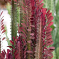 Euphorbia trigona Rubra